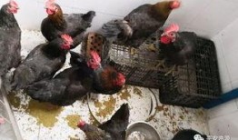 桂林鸡鸭爆料事件最新,揭露背后惊人真相，食品安全再引关注