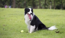 最新草系宠物爆料网站,萌宠新宠来袭，绿色生态新潮流