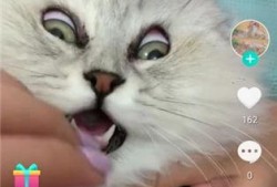 最新爆料老鼠视频下载,最新老鼠视频下载事件引发热议