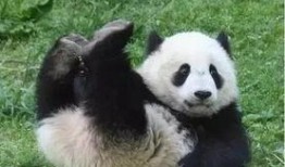 陆左熊猫哥最新爆料,揭秘娱乐圈最新热点事件！