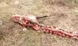 桂林鸡鸭爆料事件最新,揭露背后惊人真相，食品安全再引关注