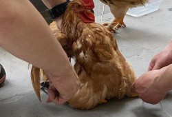 桂林鸡鸭爆料事件最新,揭露背后惊人真相，食品安全再引关注